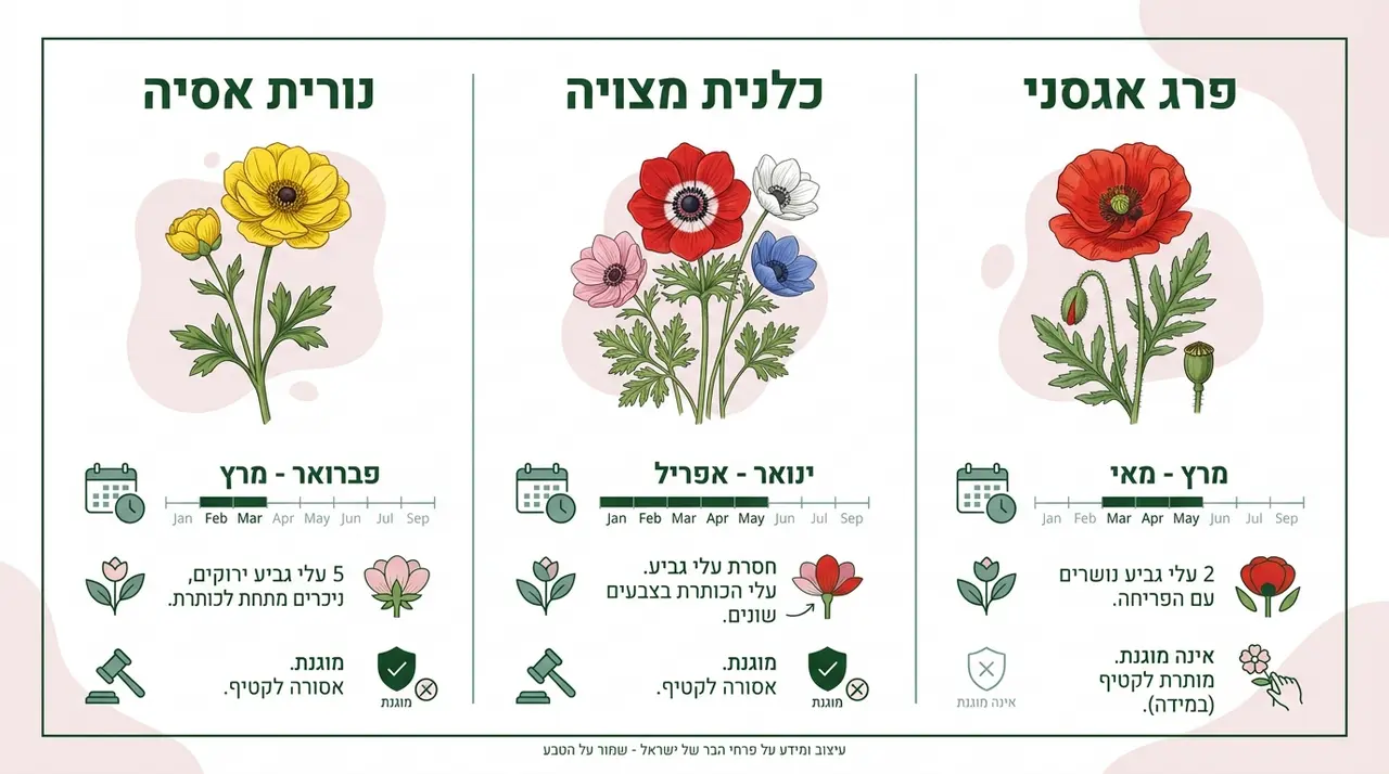 השוואה בוטנית בין פרחי אביב אדומים בישראל